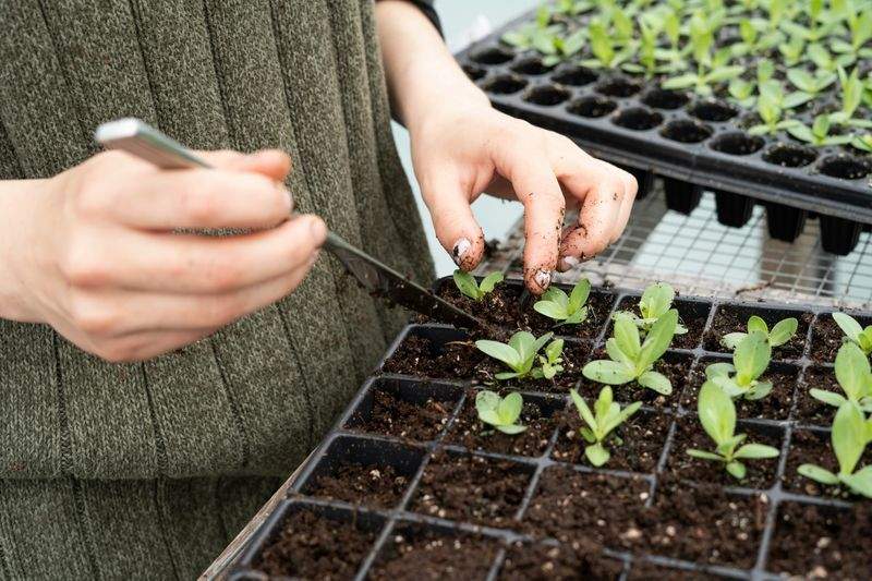 芝生の管理・張り替え
